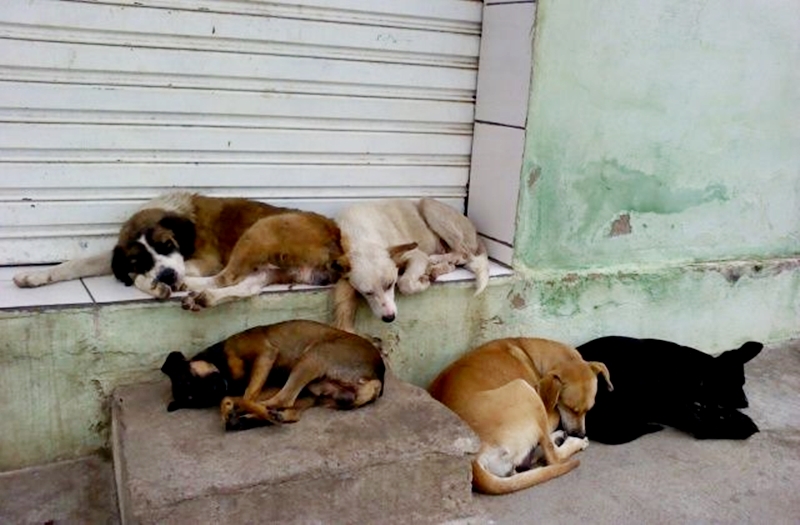 30 Cães e gatos de rua