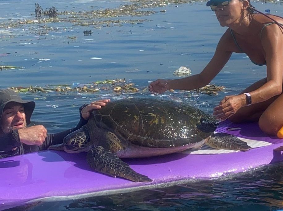Tartaruga marinha é resgatada de lixo na Baía de Guanabara/Bianca Marques Rodrigues