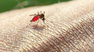 A doença é transmitida pela fêmea do mosquito do gênero Anopheles/Reprodução