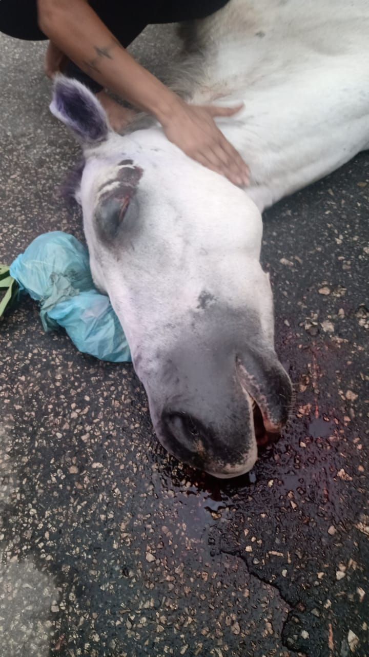 Ataque de abelhas mata cavalo em Ribeirão Preto - A Crítica de Campo Grande