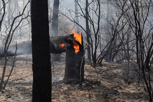 Árvore pega fogo em meio a incêndio que destruiu florestas no sul da França/Pascal Rossignol/ Reuters