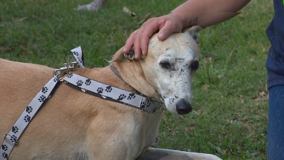SAMUV poderá fazer resgate, socorro, tratamento e esterilização gratuita a animais/Reprodução/TV Globo